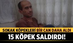 Sokak Köpekleri Bir Can Daha Aldı.jpg